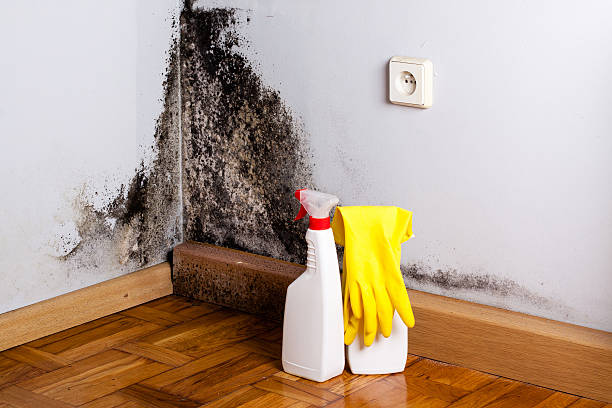 Best Emergency Mold Remediation in Lake Magdalene, FL
