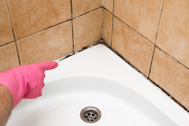 Reliable Lake Magdalene, FL Mold Remediation Solutions